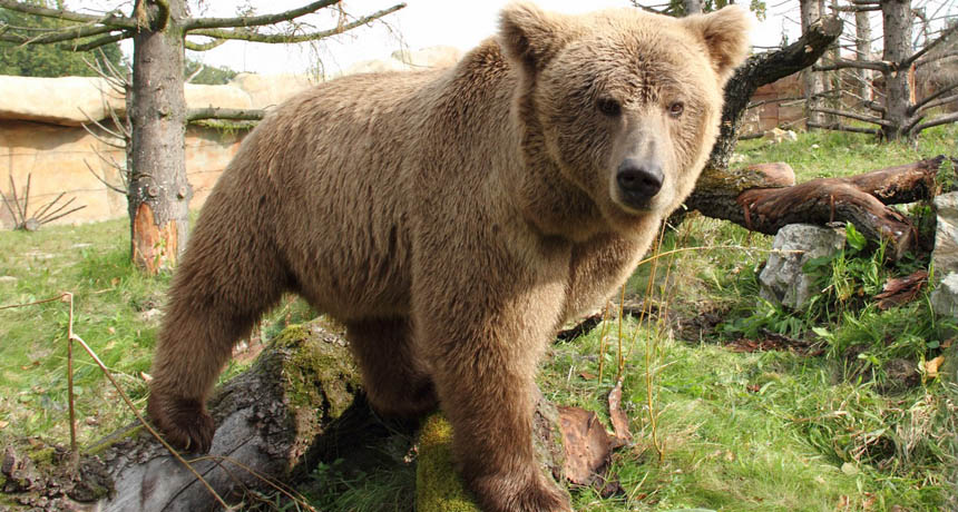Himalayan black bear