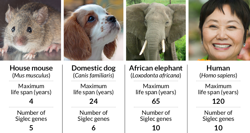 Siglec genes
