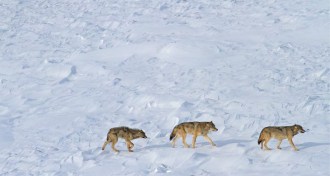 Isle Royale wolves