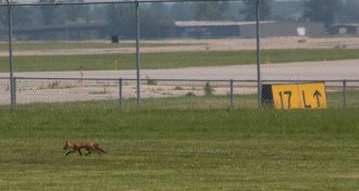 fox outside Louisville airport