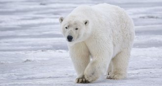 polar bear