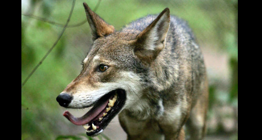 red wolf