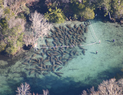 manatees in Crystal River National Wildlife refuge