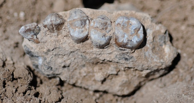 upper jaw with teeth