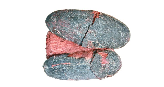 dino egg