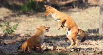 two dholes fighting