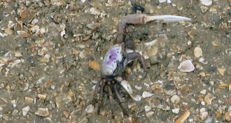 male fiddler crab