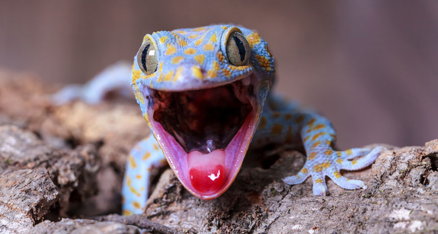 tokay gecko