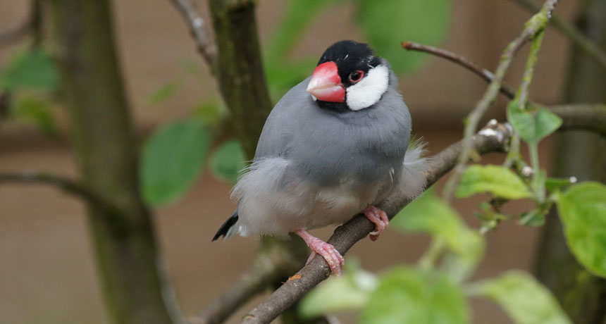java sparrow