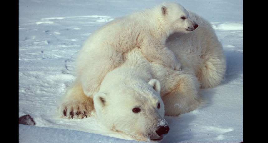polar bear with cub