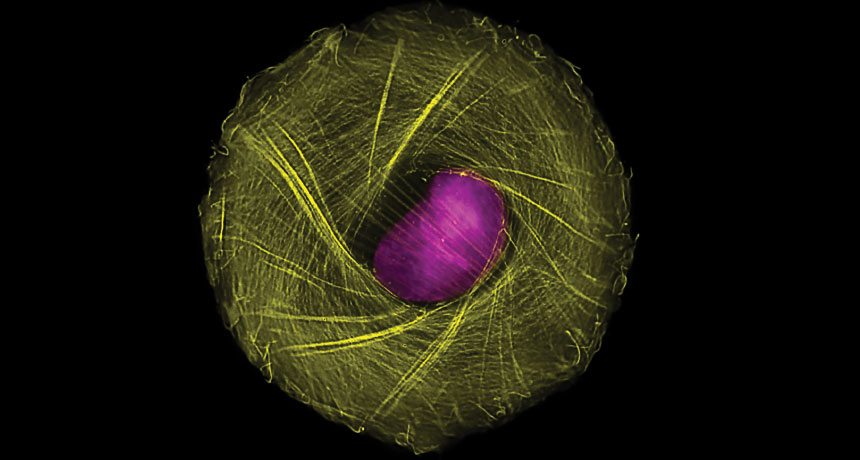 actin filaments