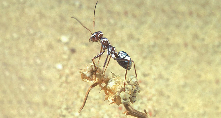 Saharan silver ant stands atop a desiccated plant