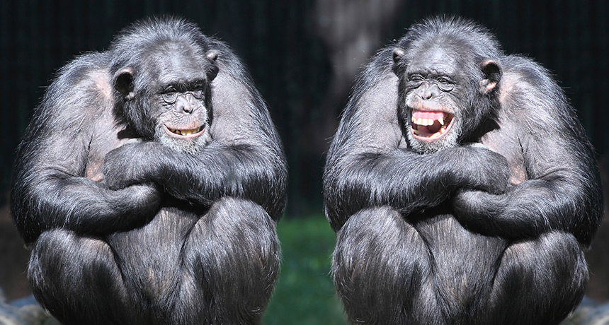 chimps laughing