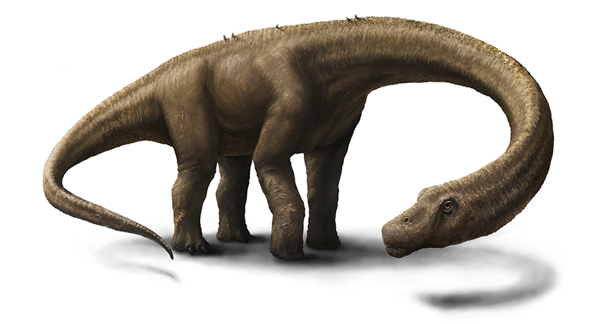 drawing of gigantic dinosaur Dreadnoughtus schrani