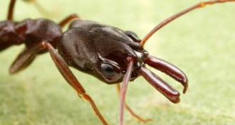 Odontomachus brunneus ant