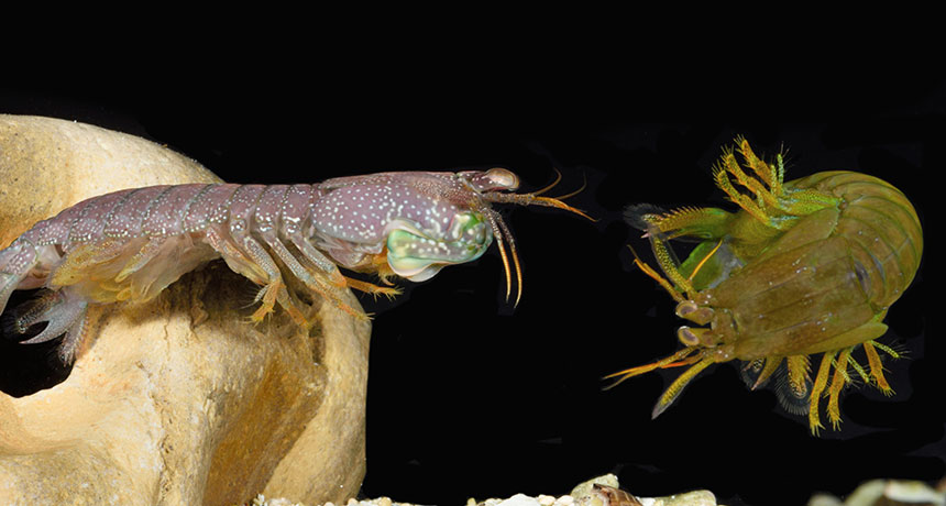 mantis shrimps sparring