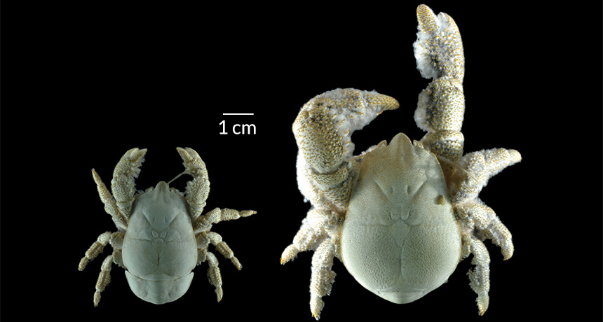 eyeless, compact yeti crab Kiwa tyleri