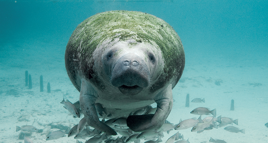 Manatee near Crystal River, Fla.