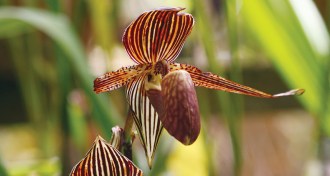 slipper orchid
