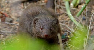 dwarf mongoose