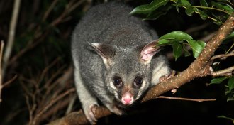 brushtail possum