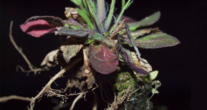roots of a weed called Arabidopsis thaliana