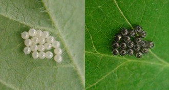 stink bug eggs
