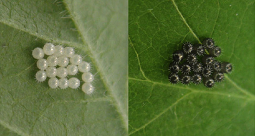 stink bug eggs