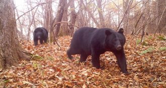 Japanese black bears