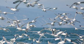 flock of kittiwakes