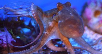 California two-spot octopus