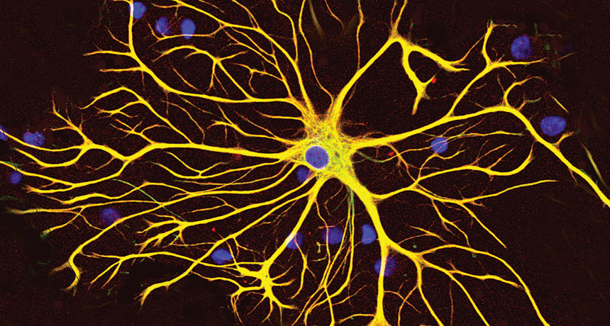 astrocytes