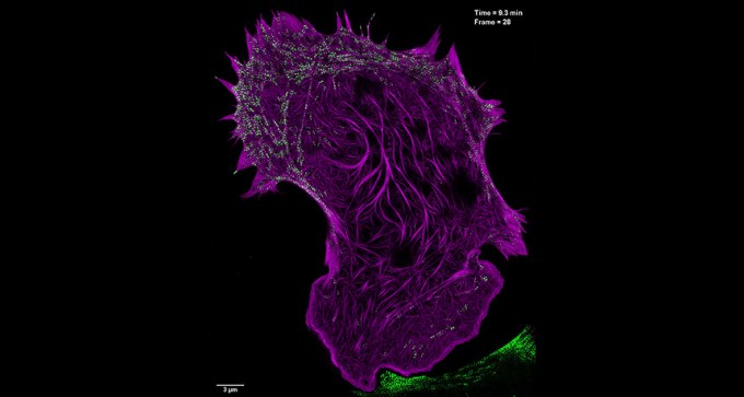 mouse embryonic fibroblast cell
