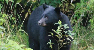 black bear