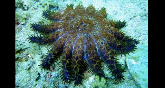 crown-of-thorns starfish