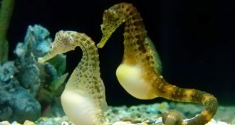 seahorse