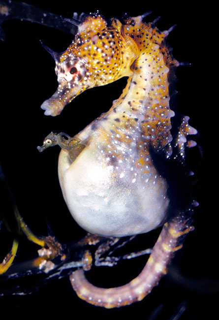 seahorse