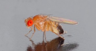 fruit fly