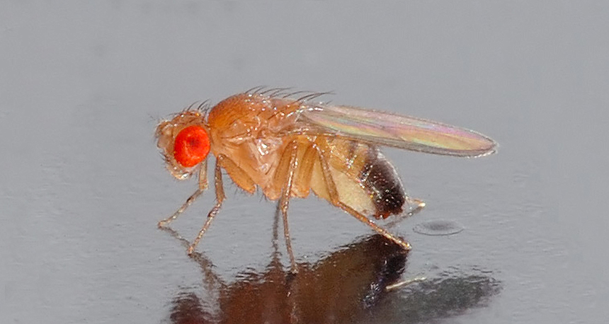 fruit fly