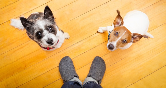 dogs looking up at human