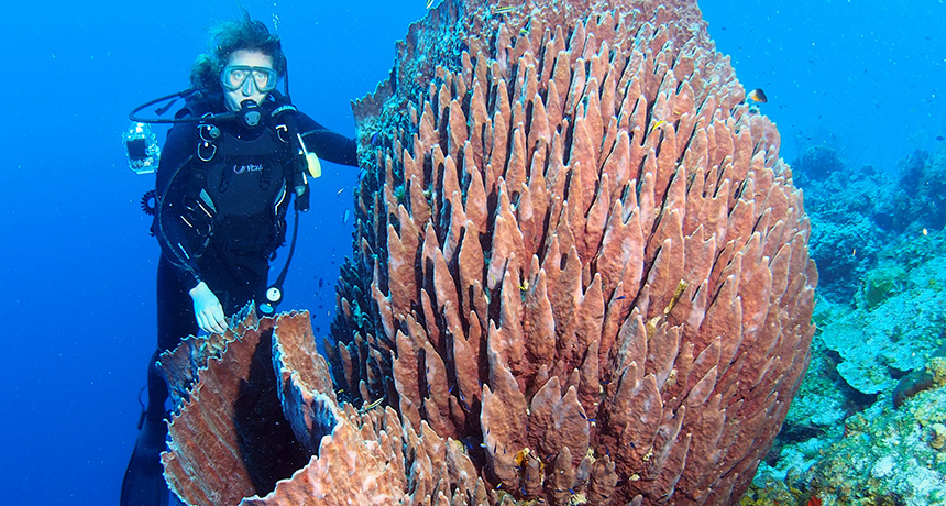 Diver with giant barrel sponge