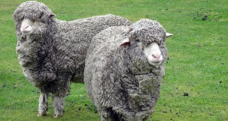Merino sheep