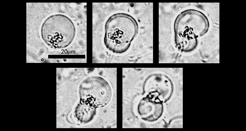 protocells