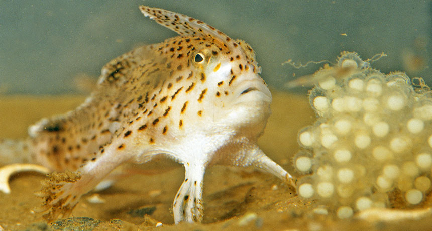 spotted handfish