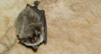 Myotis septentrionalis bat