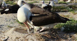 Laysan albatross