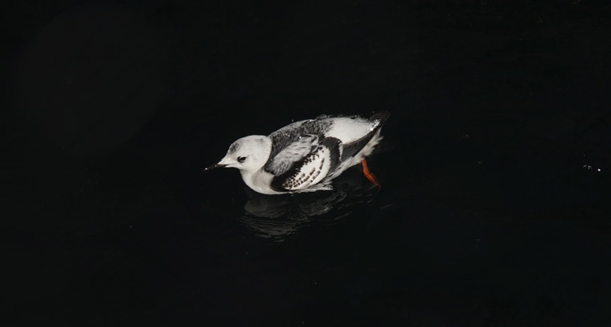 black guillemot