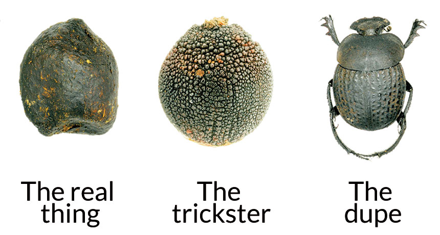 dung beetle and seeds