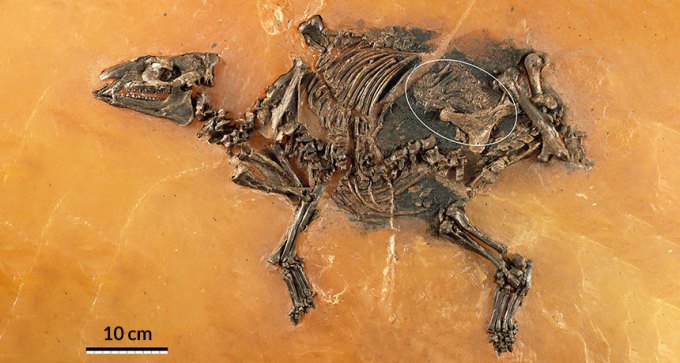 horse fetus fossil