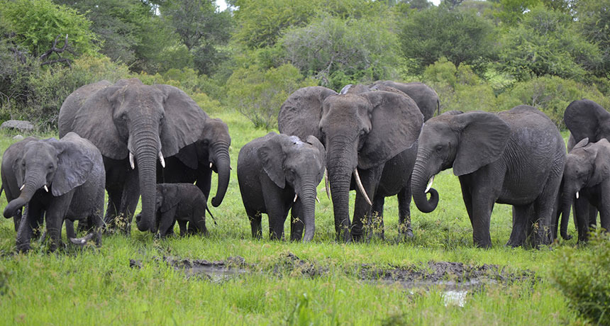 a herd of elephants